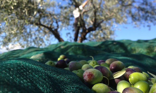 E’ tempo della raccolta delle olive
